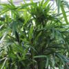 Rhapis Palm