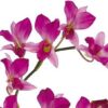 Dendrobium Orchid