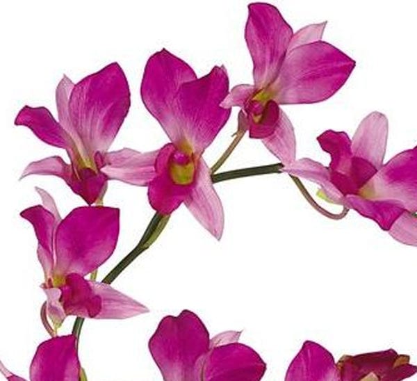 Dendrobium Orchid