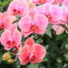 Phalaenopsis Orchid