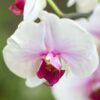 Phalaenopsis Orchid