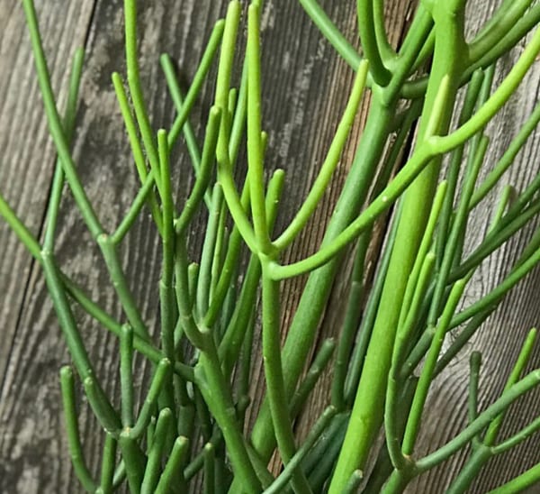 Pencil Cactus