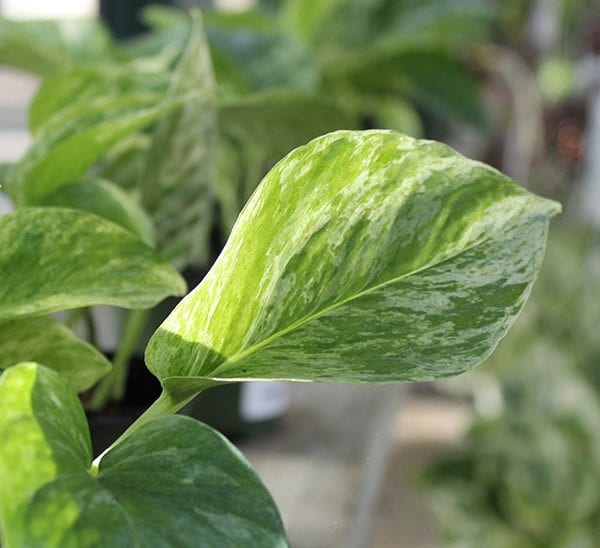 Pothos Ivy