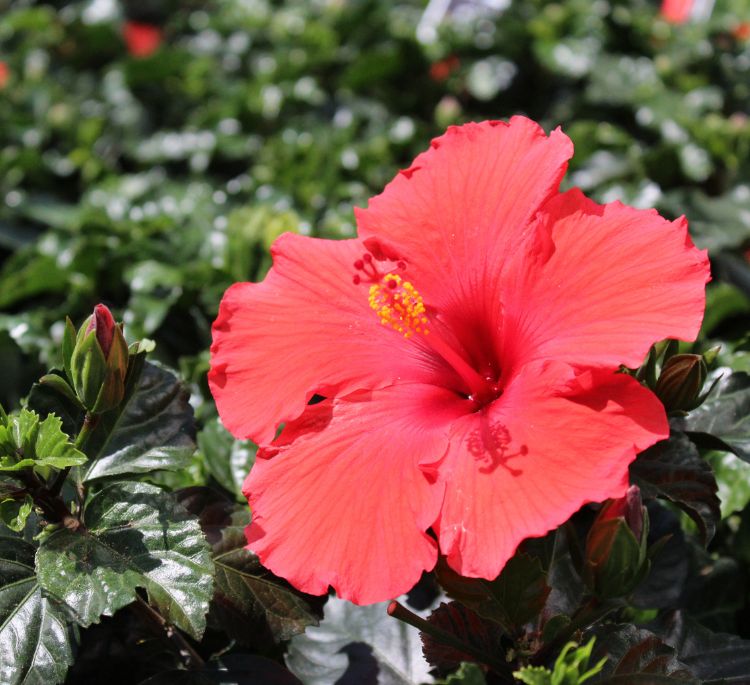 Tropical Hibiscus 