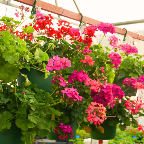 hanging baskets for easter