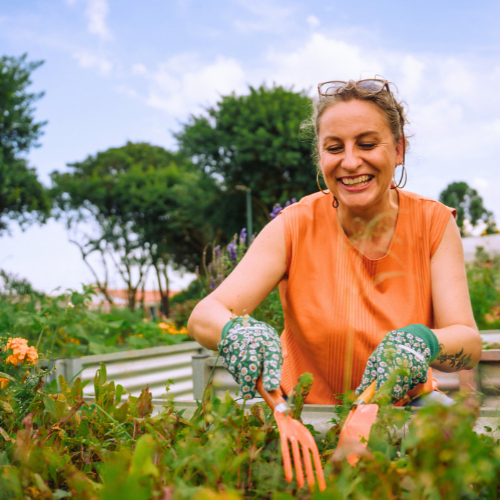 Celosia Plant for Gardening | Calloway’s Nursery