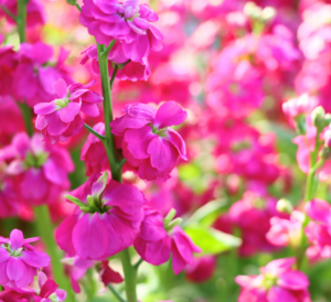 Stock Pink