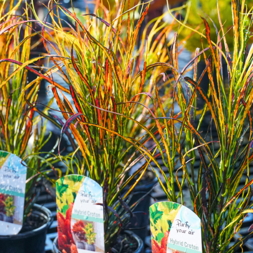 croton plants