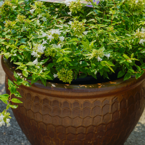 White Kaleidoscope Abelia Flower Plant for Fall | Calloway's Nursery