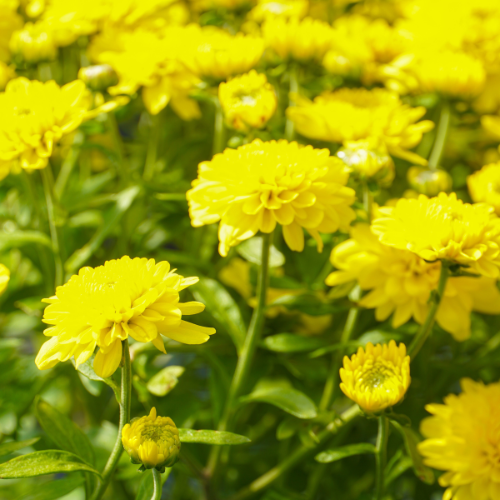 garden mums