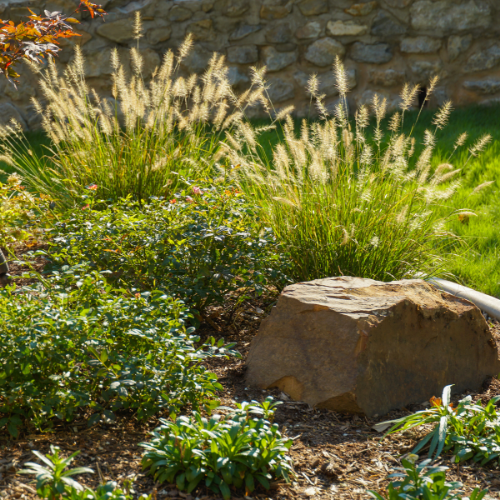 Garden With Grass, Trees/shrubs, and Flowers | Calloway's Nursery