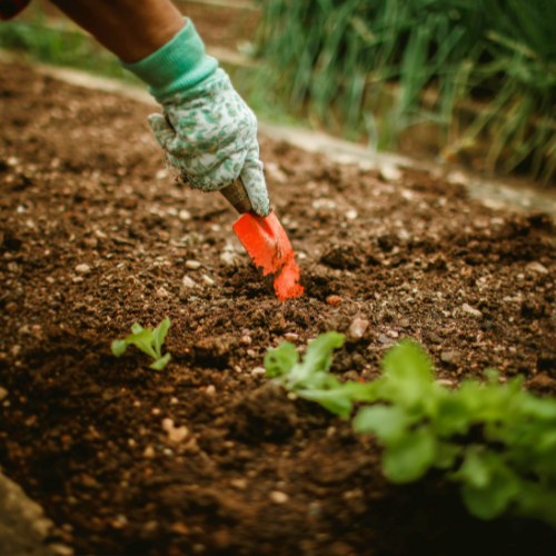 Ruby Perfection Cabbage Plant for Fall Gardening | Calloway's Nursery