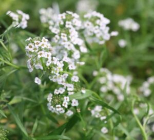 Lobularia Snow Princess®