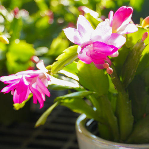 easter cactus