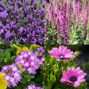 Purple Flowers
