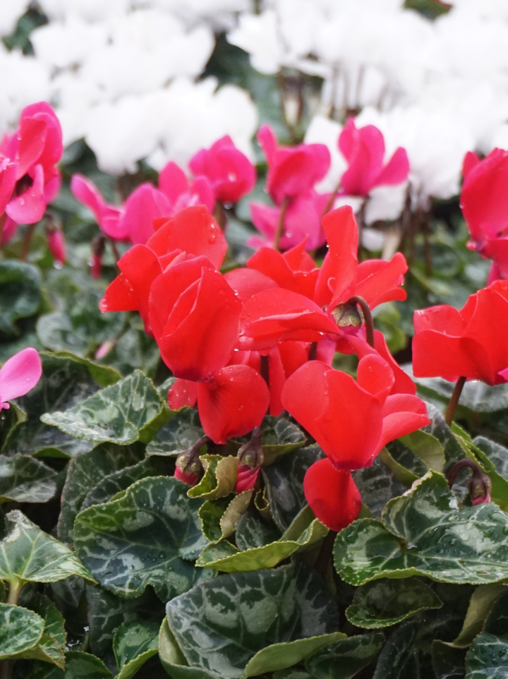 Cyclamen