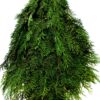 port orford cedar bunch