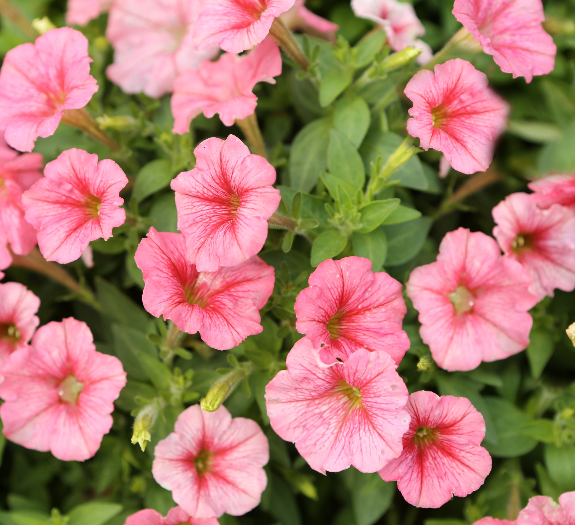 Spring Color 
