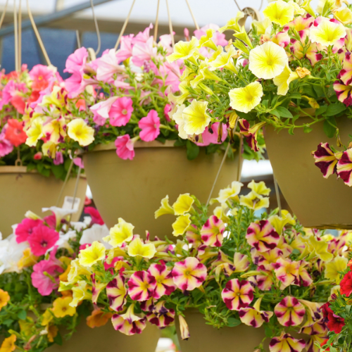 easter color with hanging baskets