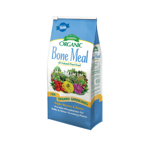bulb food