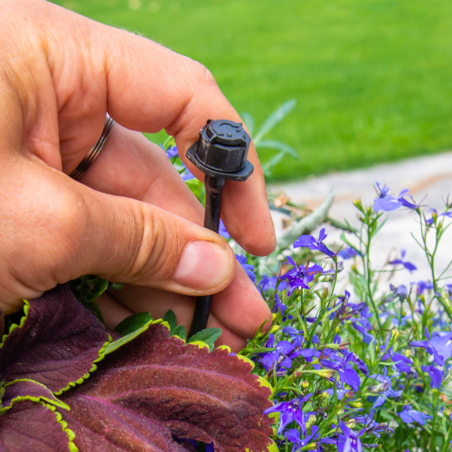 how to water plants