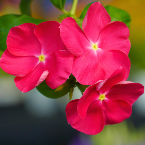 cora vinca