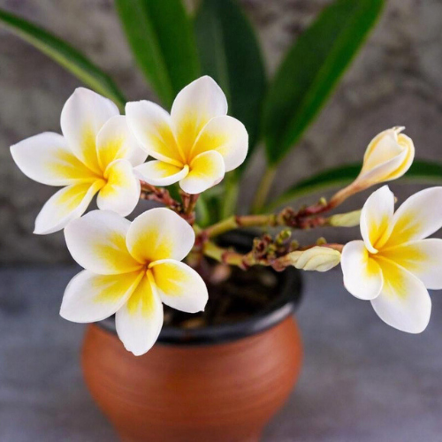 August Gardening Tips: 5 Essential Ways to Care for Your Garden