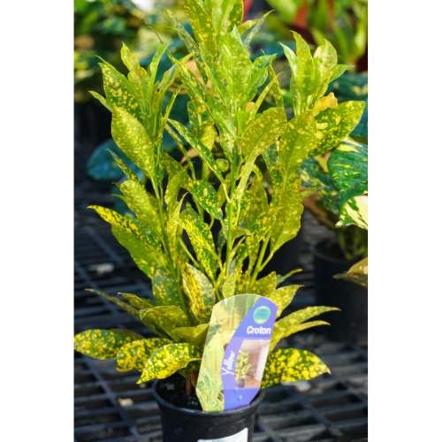 croton plants