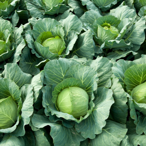 Cutting Cabbage for Coleslaw | Calloway's Nursery