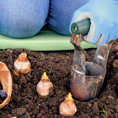 Calloway’s Premium Mulches for Planting Fall Bulbs | Calloway's Nursery