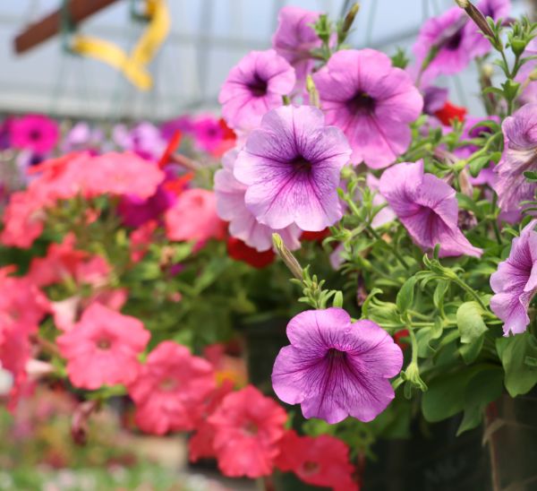 Hanging Baskets 