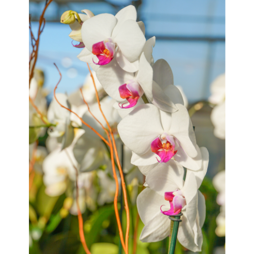 christmas cactus flowers