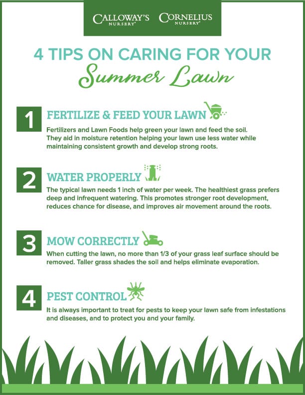 images Lawn Care Tips 4 tips on caring for your summer lawn