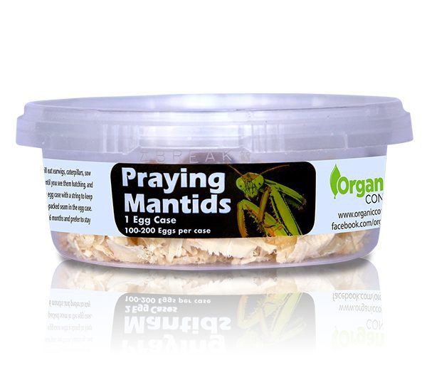 Organic Control, Inc. Praying Mantis