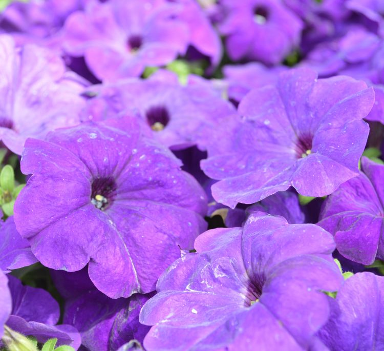 Madness® Petunias 