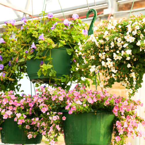 hanging planter