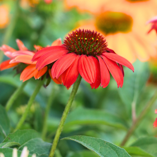 coneflower