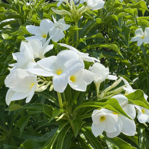 August Gardening Tips: 5 Essential Ways to Care for Your Garden