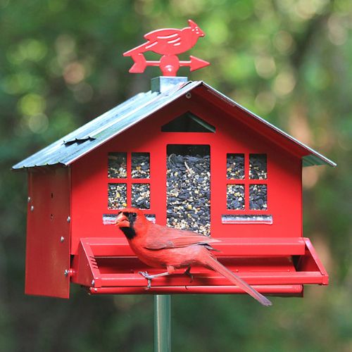  More Birds® Gem Hummingbird Feeder | Calloway's Nursery