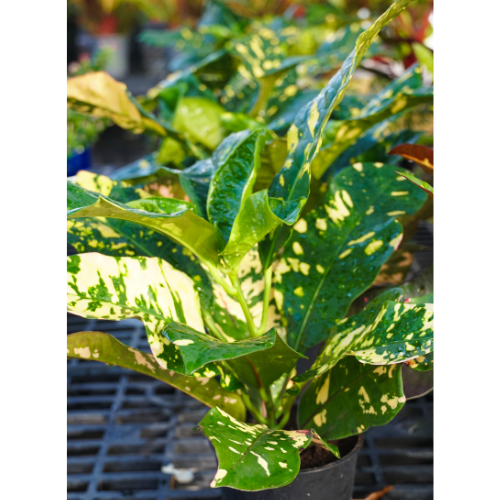croton plants