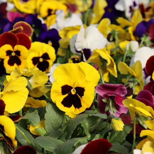 pansies