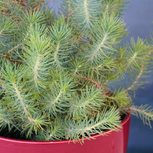 Italian Stone Pine for Christmas Holidays Closeup | Calloway's Nursery
