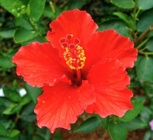 Tropical Hibiscus 