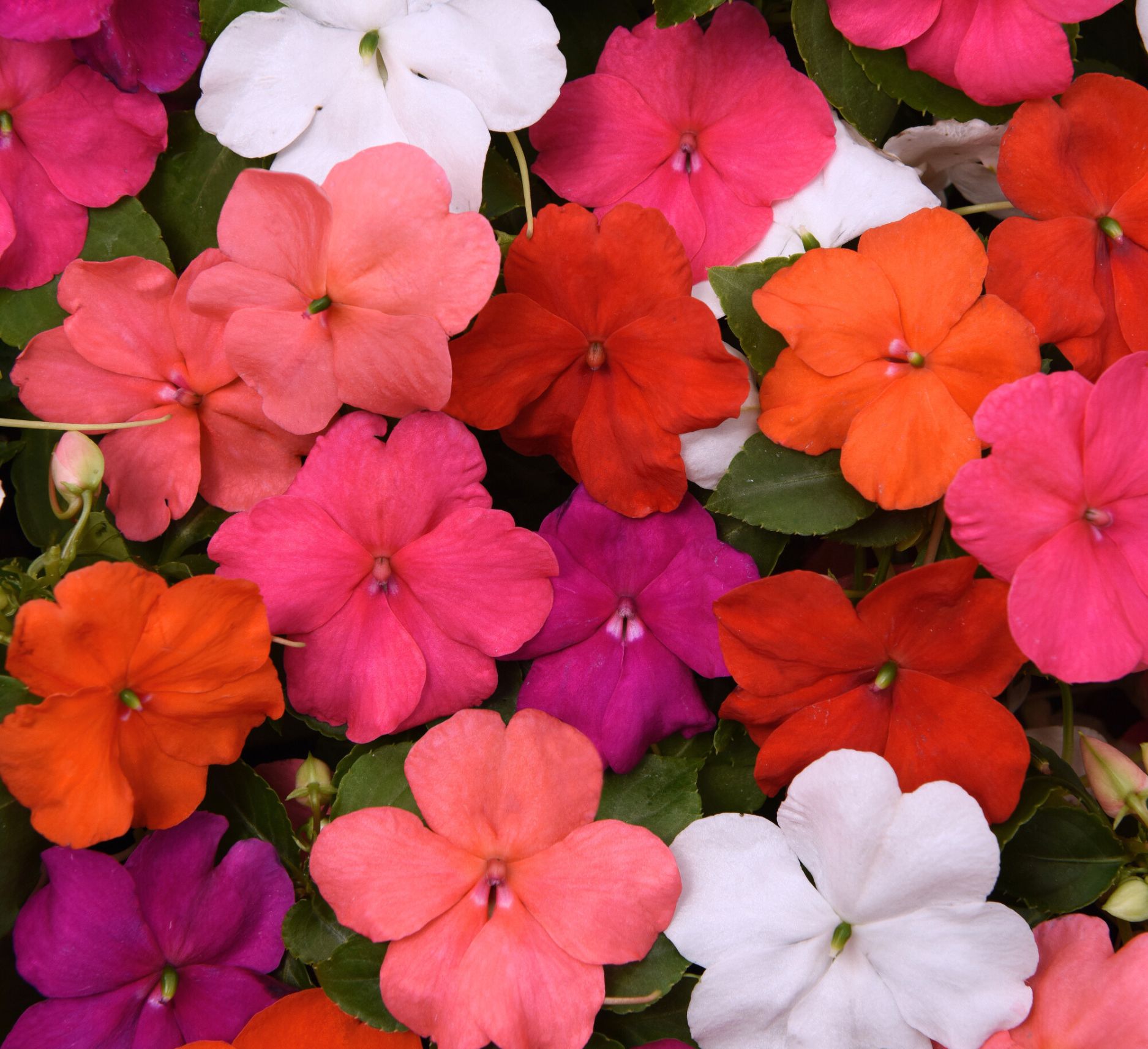Link to Beacon® Impatiens  product page