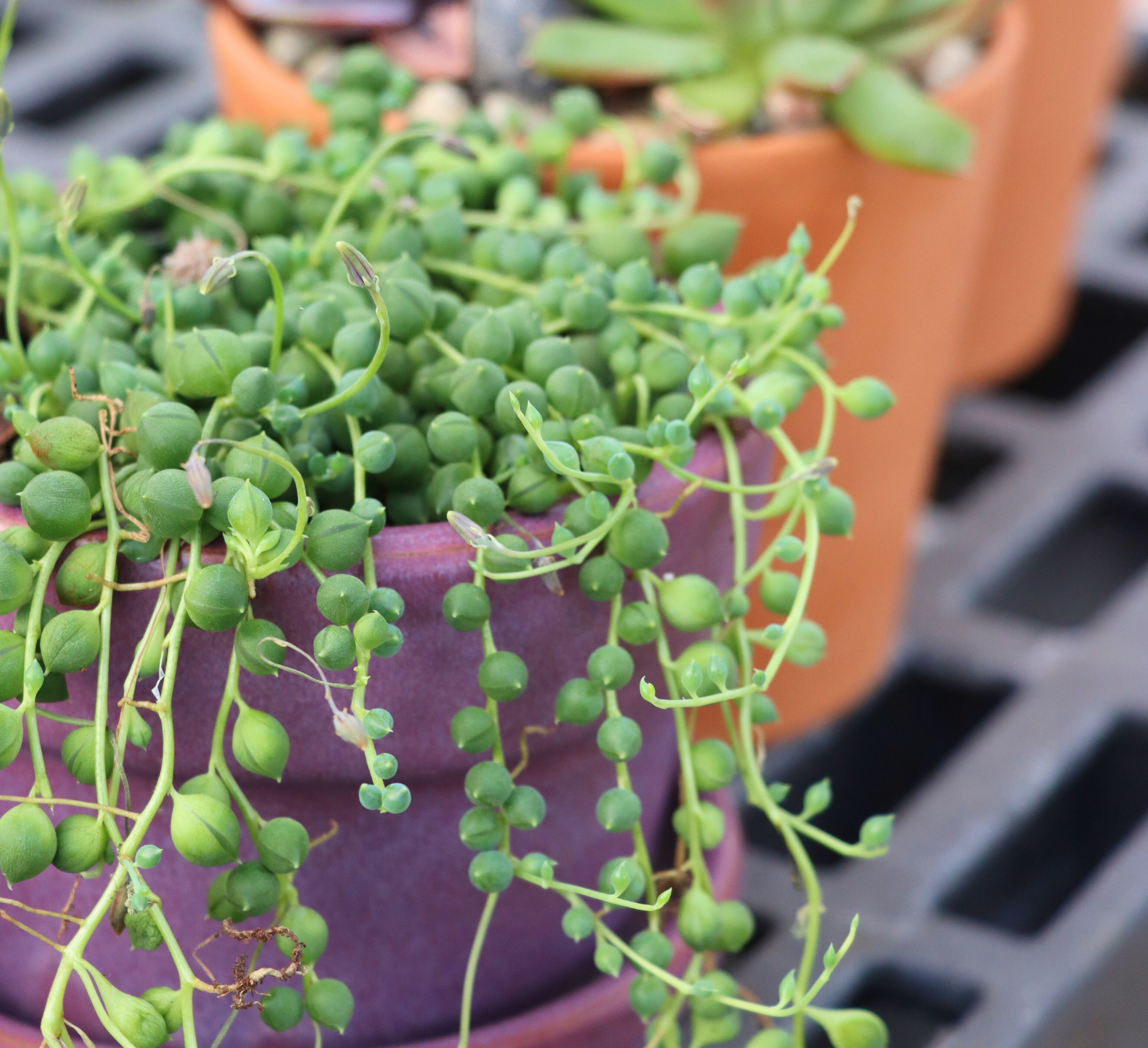 Indoor Plants 