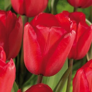 Value Pack Tulip Red Impression Bulbs