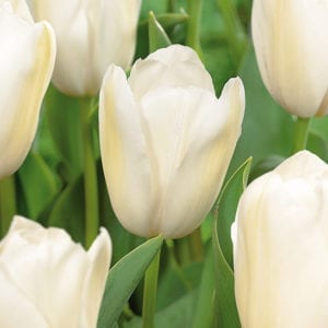 Tulip Catherina Bulbs