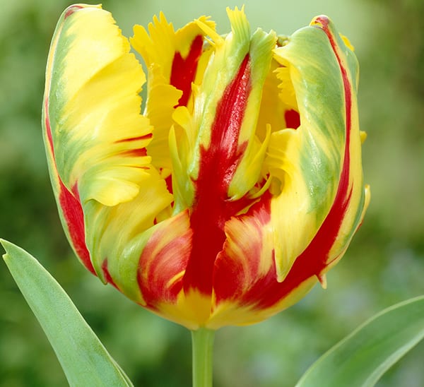 Tulip Texas Flame Bulbs Calloway�s Nursery