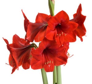 amarylis red lion in bloom - rich red flowers
