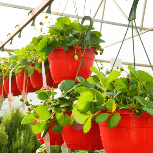 boston fern hanging baskets